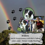 Cindy Macklin's Willow